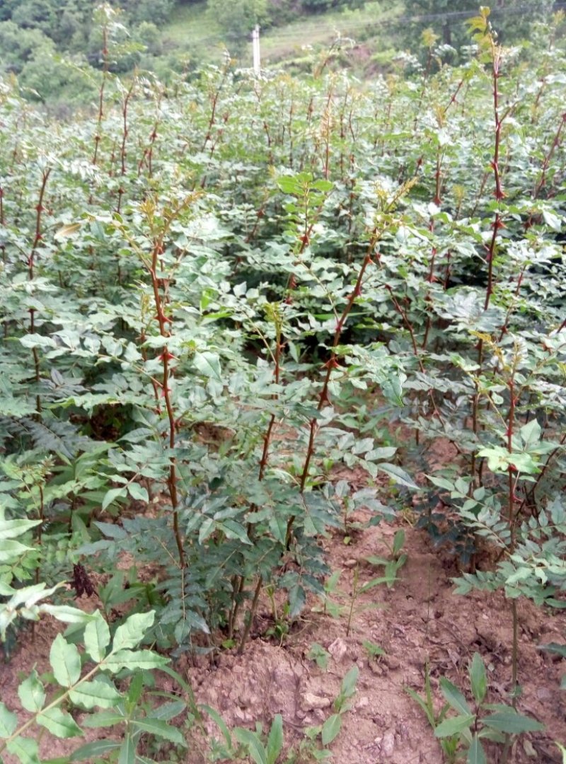 花椒苗
