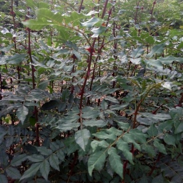 花椒苗