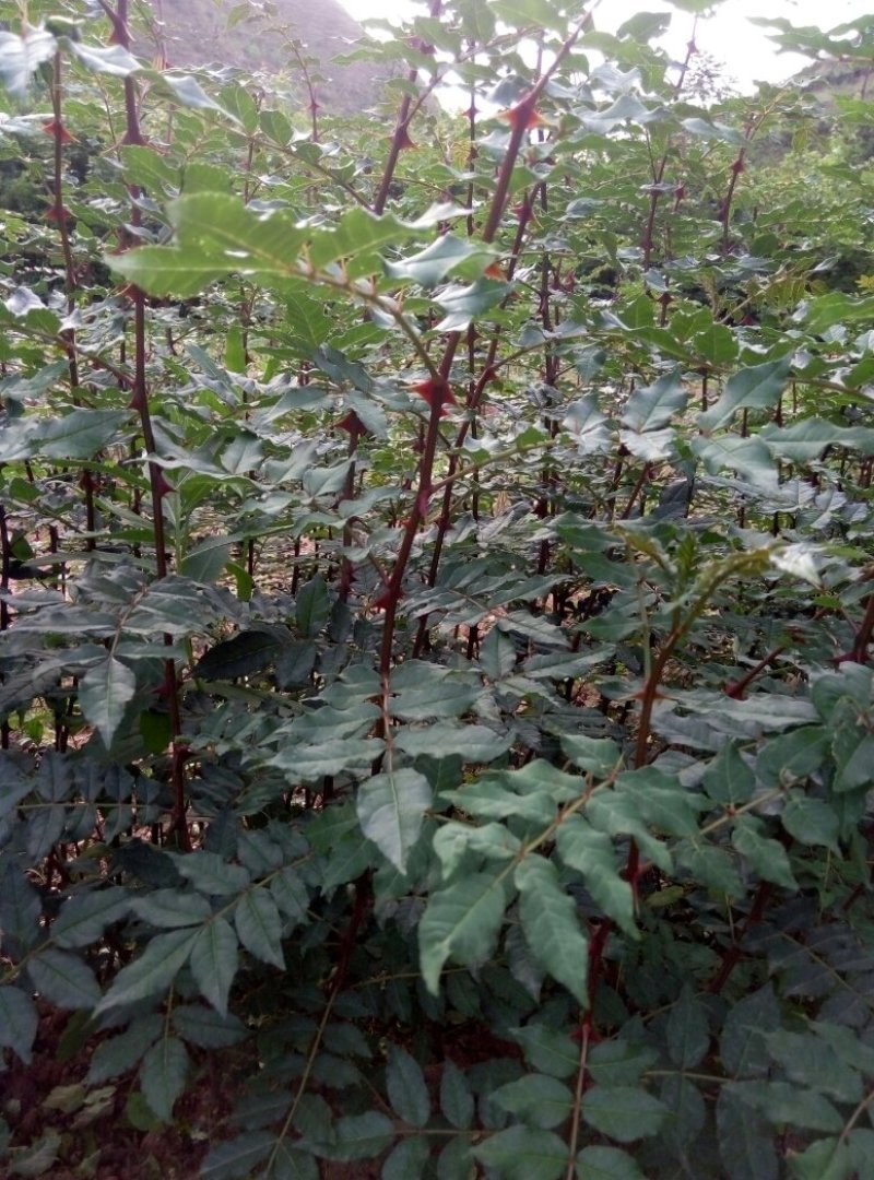 花椒苗