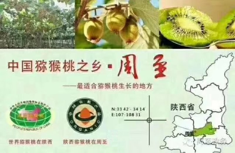 周至猕猴桃
