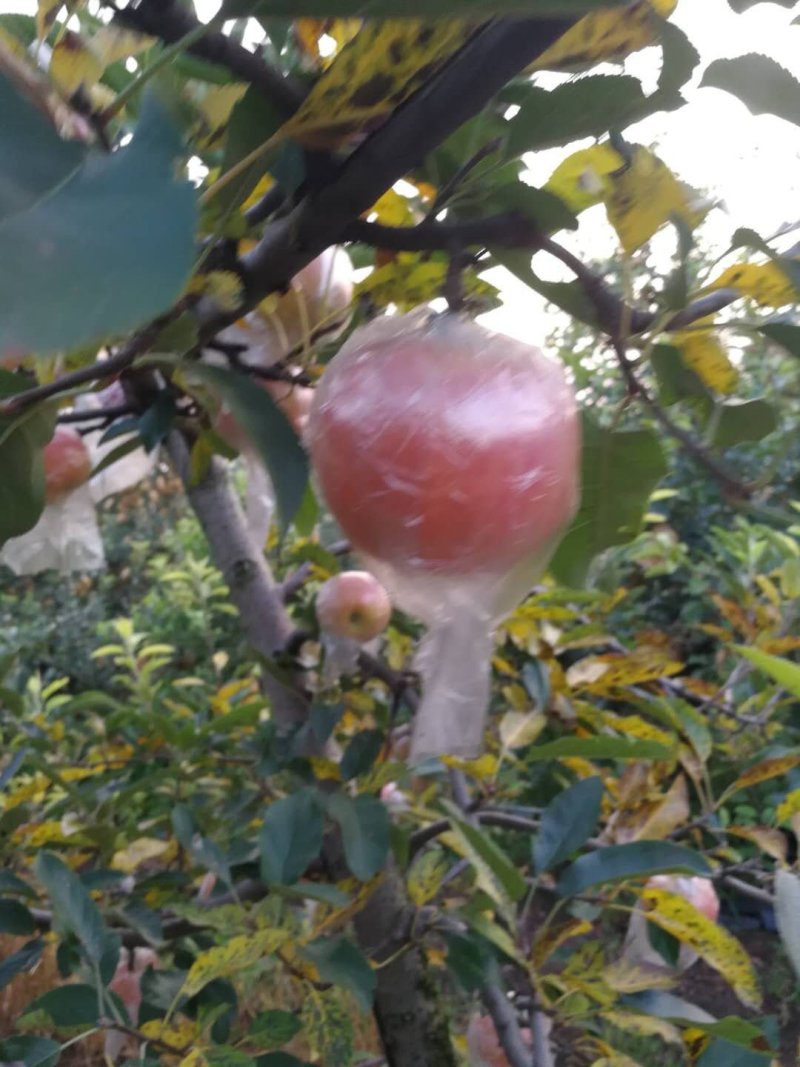新红星苹果红星苹果产地直销一手货源价格公道