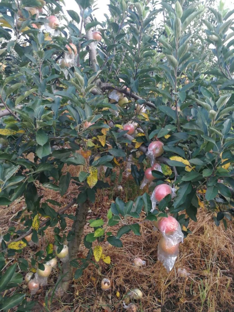 新红星苹果红星苹果产地直销一手货源价格公道