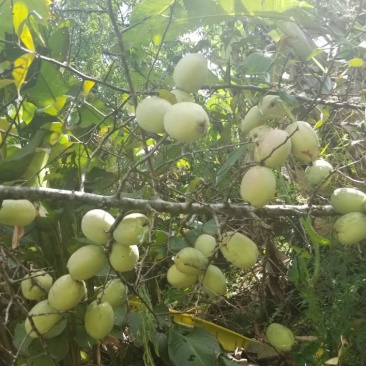 酸木瓜