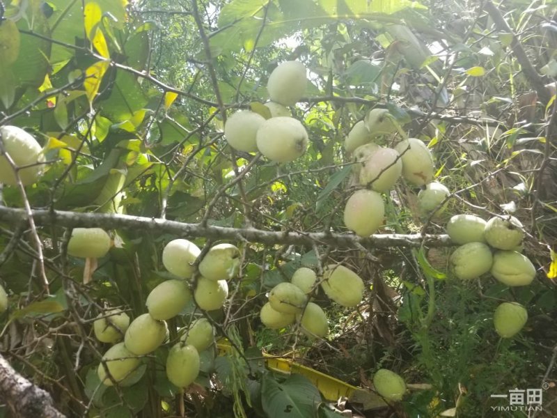 酸木瓜