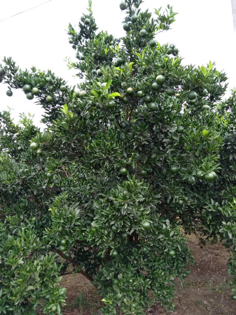 椪柑小青果