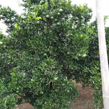 椪柑小青果