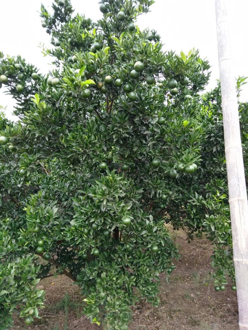 椪柑小青果