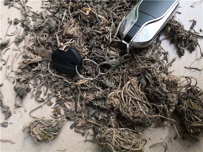 毛缬草