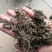 毛缬草
