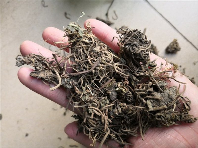 毛缬草