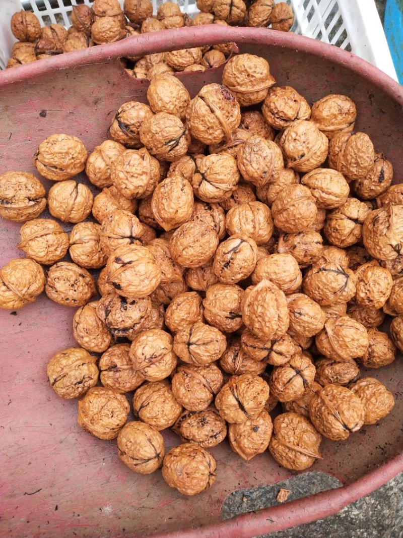 大泡壳新疆核桃