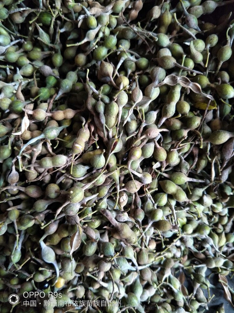 山豆根种子