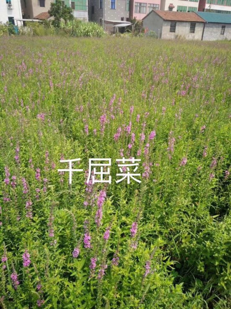 芦苇苗