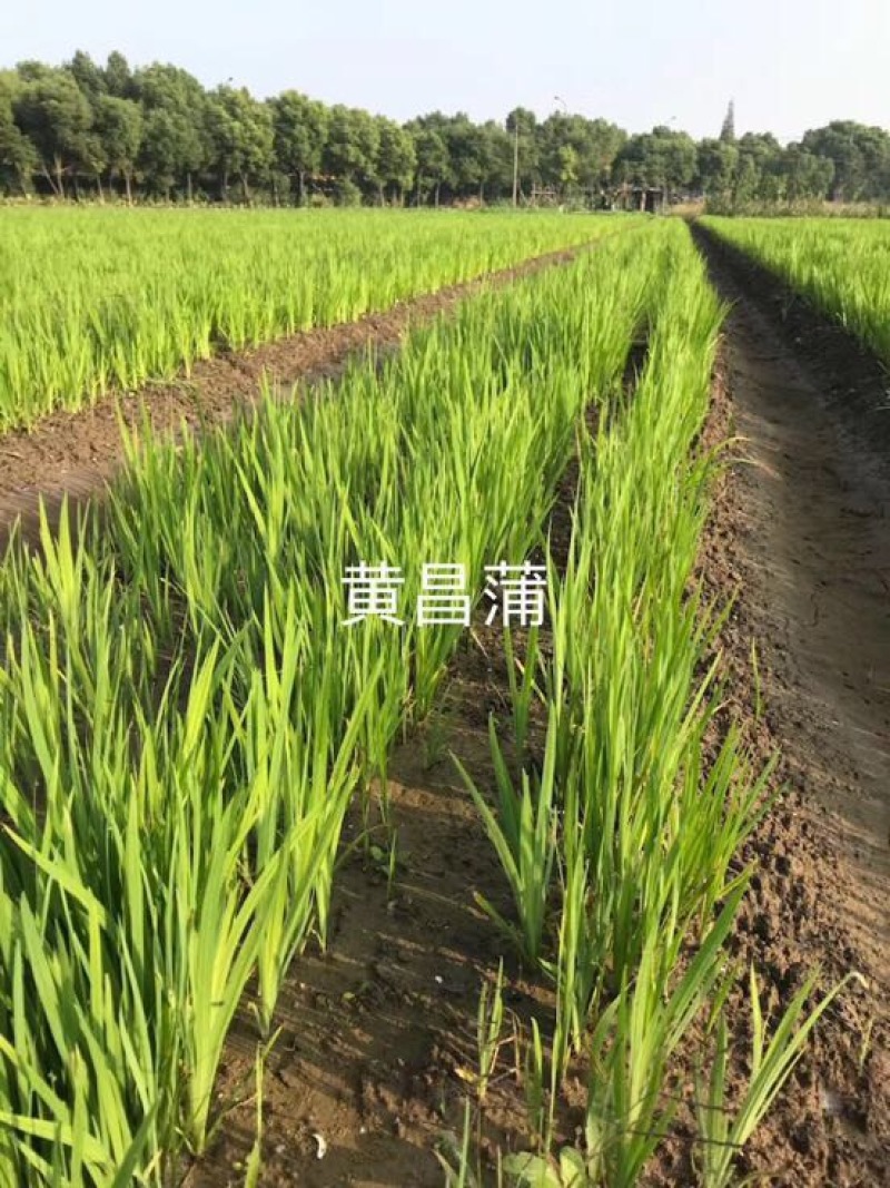芦苇苗