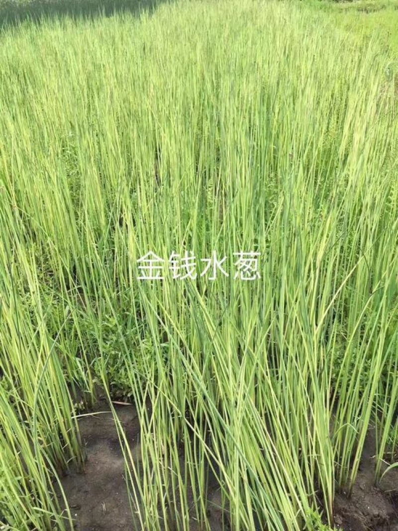 芦苇苗