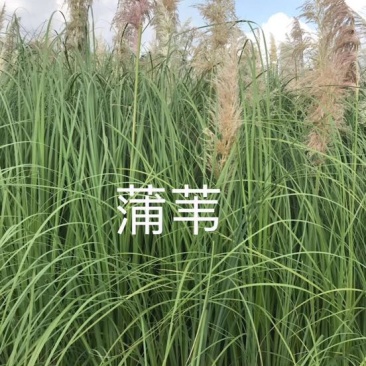 芦苇苗