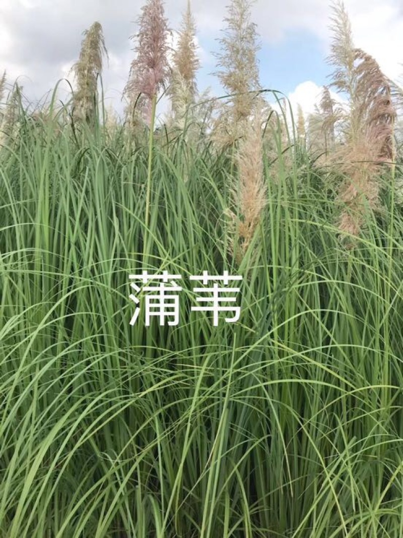 芦苇苗