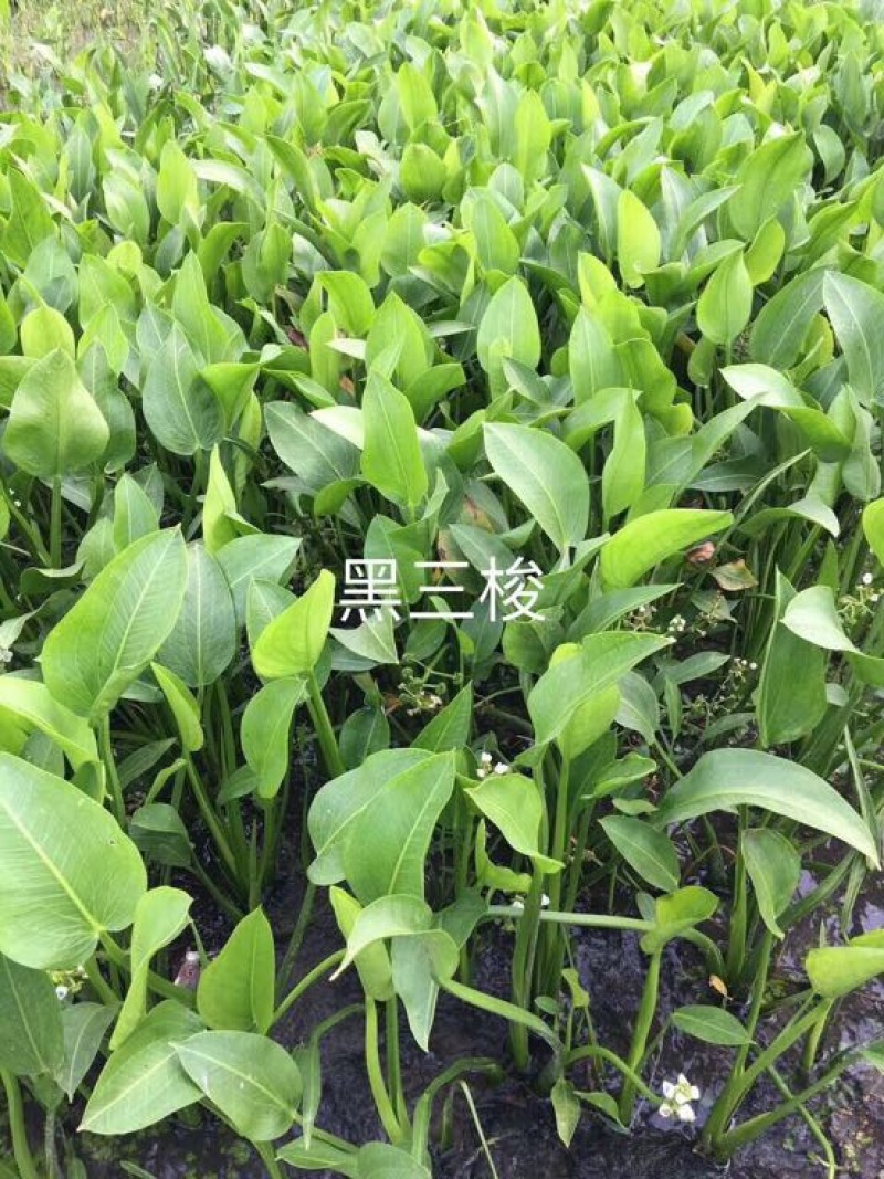 芦苇苗