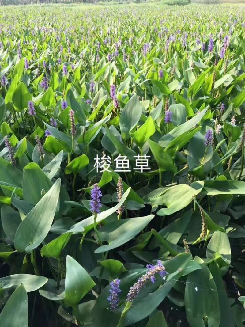 芦苇苗