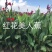 芦苇苗
