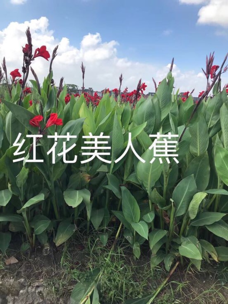 芦苇苗