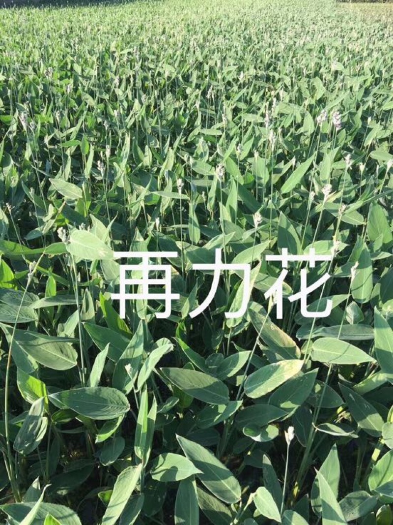 芦苇苗