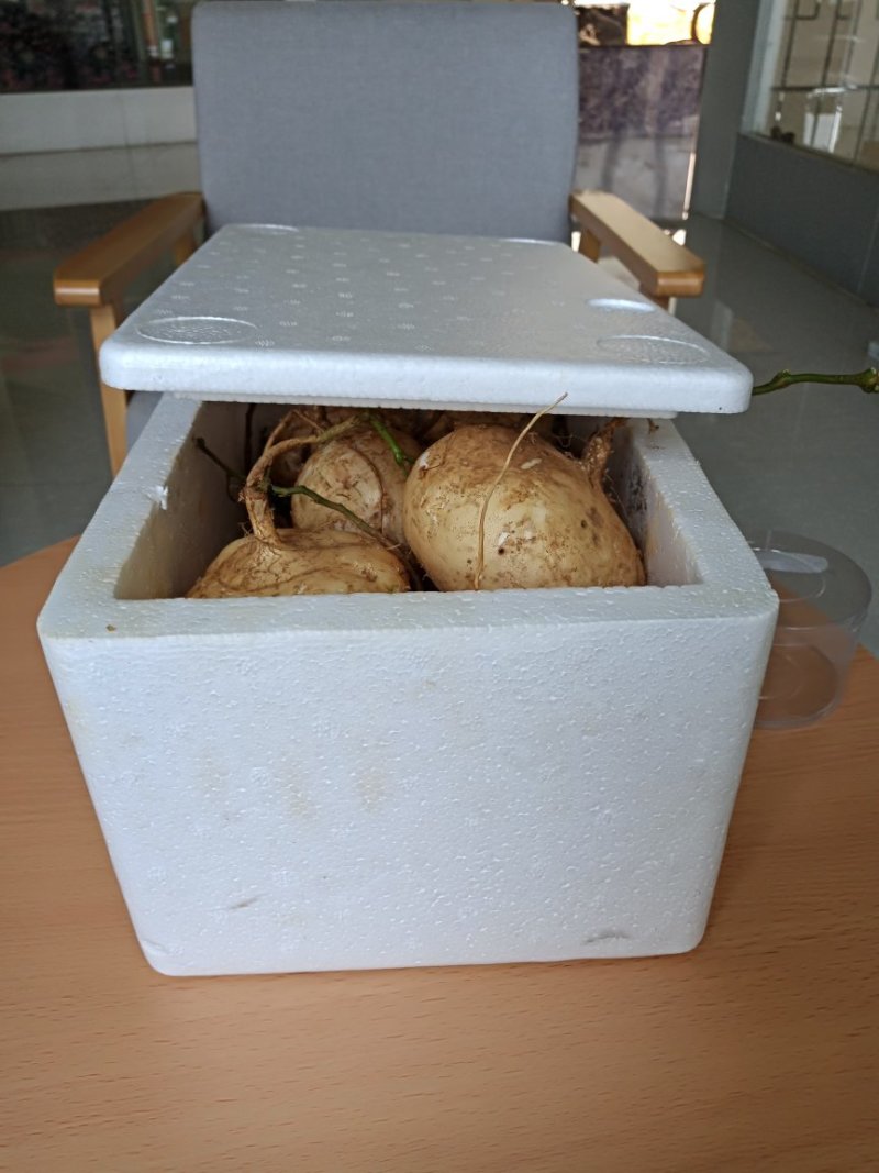 纳雍地萝卜（地瓜凉薯)