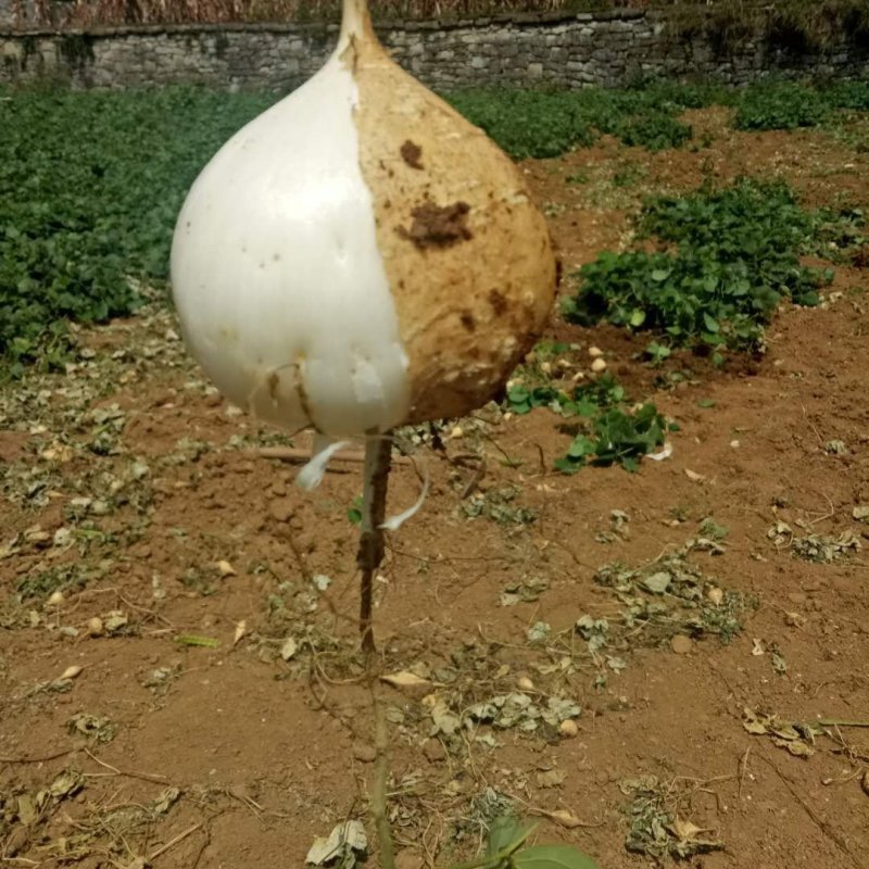纳雍地萝卜（地瓜凉薯)