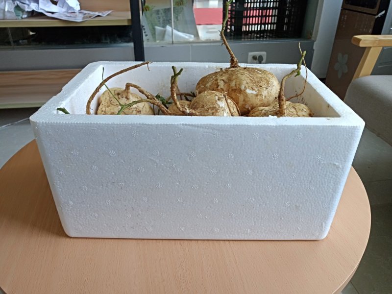 纳雍地萝卜（地瓜凉薯)