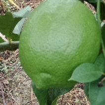 青柠檬