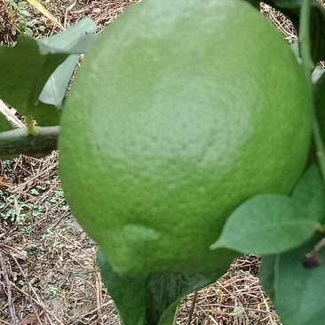 青柠檬
