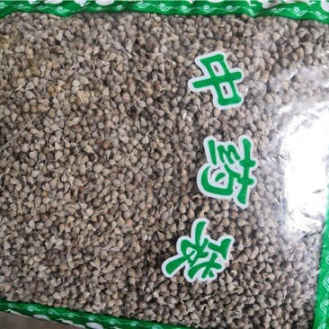 牡荆子