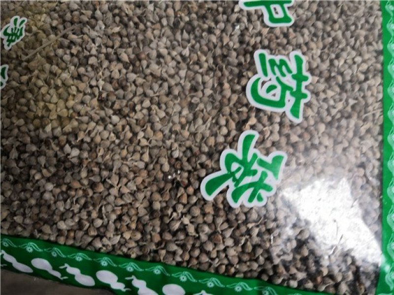 牡荆子