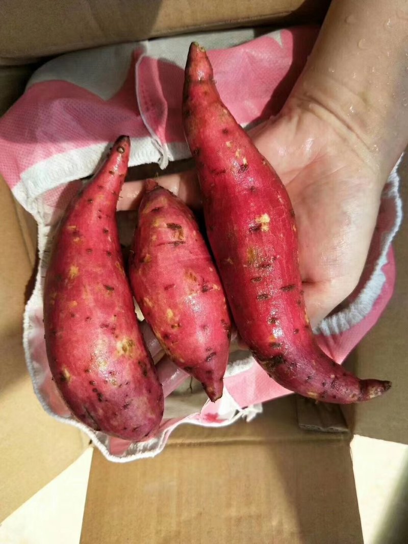 安远红心蜜薯