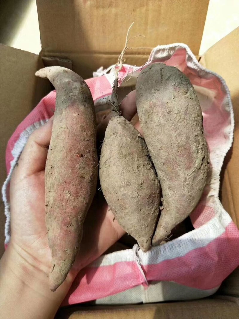 安远红心蜜薯