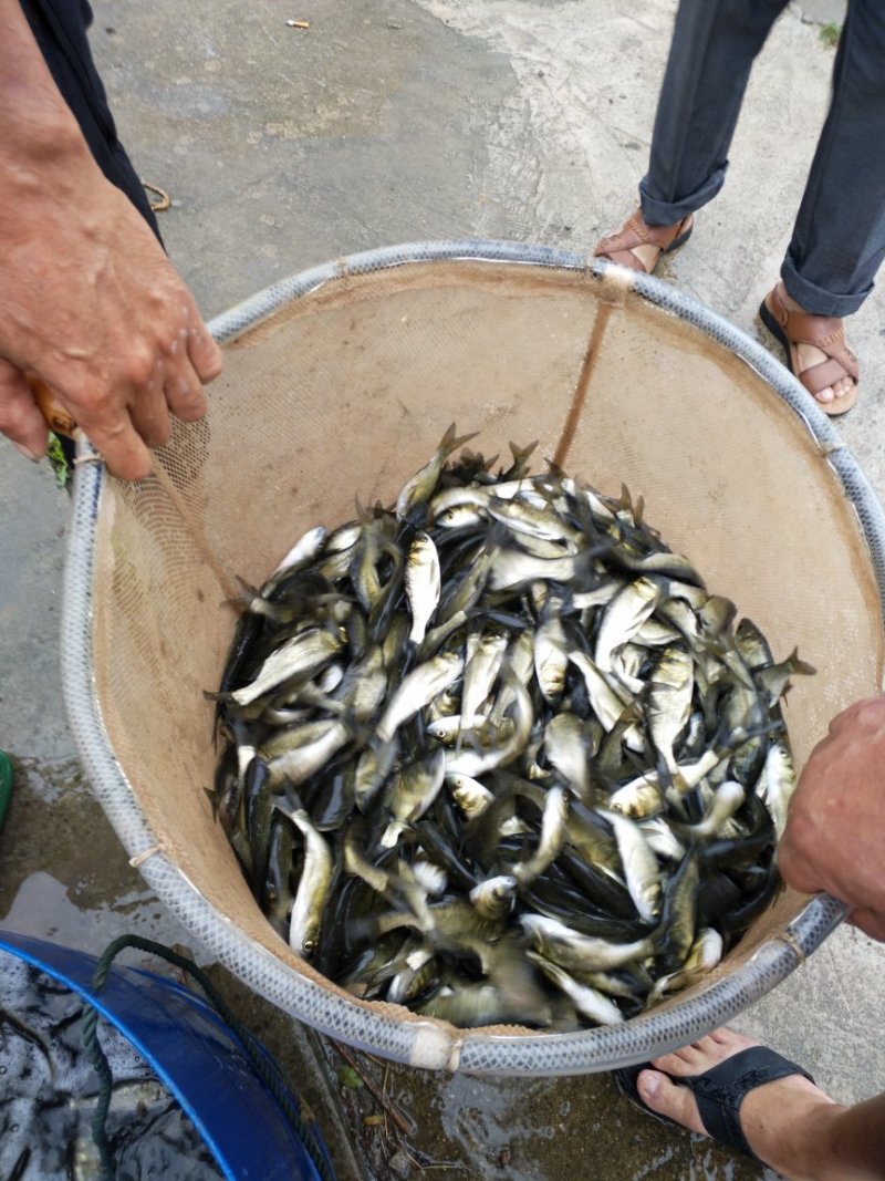 花鲢鱼苗产地鱼苗批发提供养殖技术包运输到塘