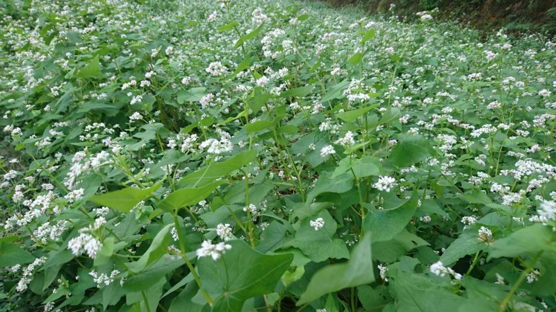 贵州息峰迦蜜山蜂业有限公司