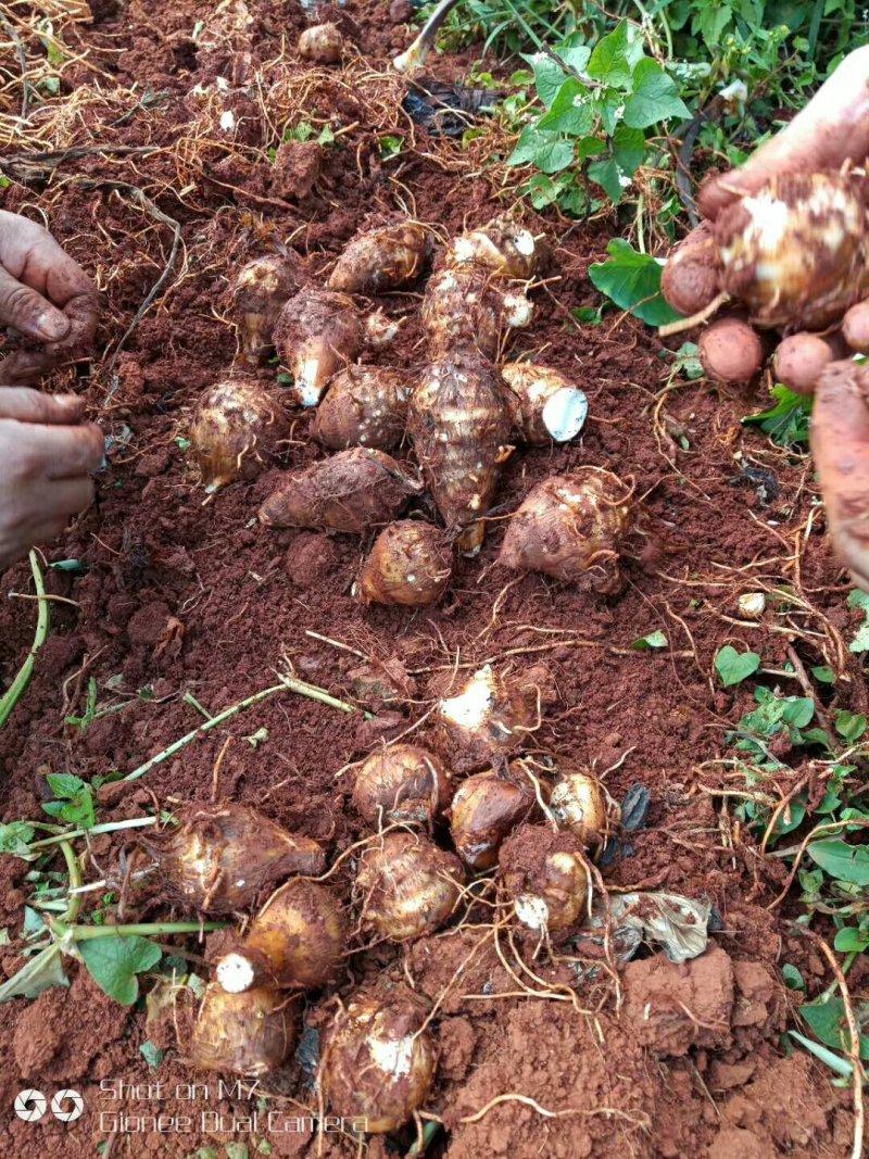 毛芋芋一千多亩红土地大量上市