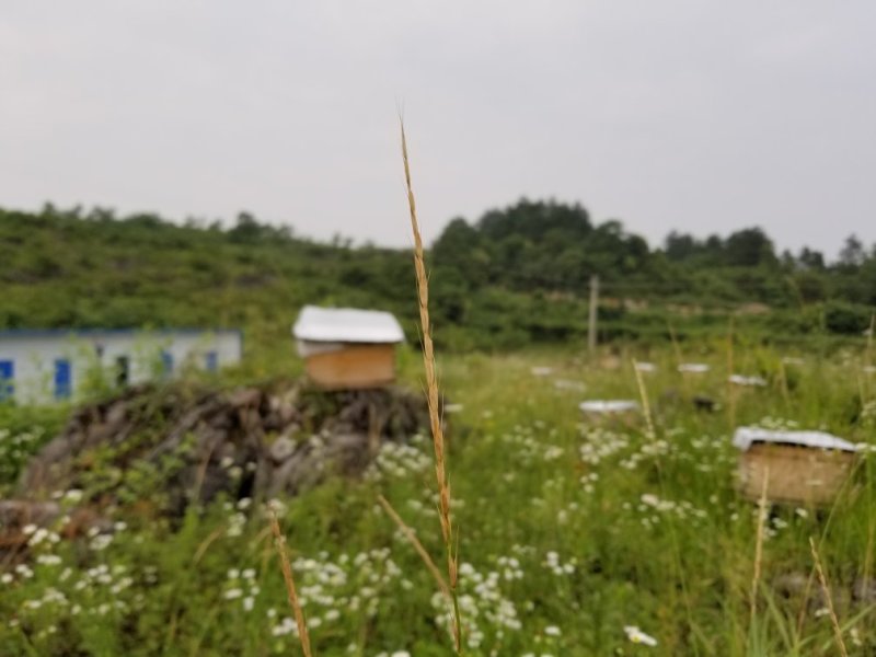 贵州息峰迦蜜山蜂业有限公司