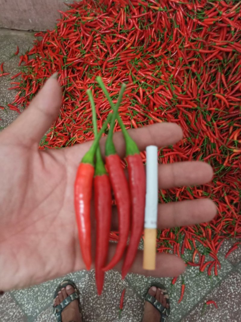 朝天椒元谋精品货大量上市中