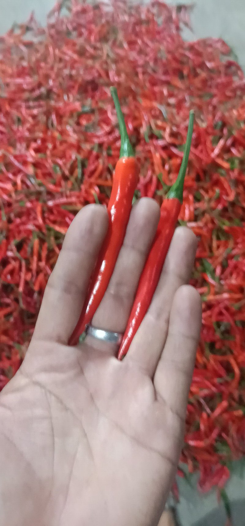 朝天椒元谋精品货大量上市中