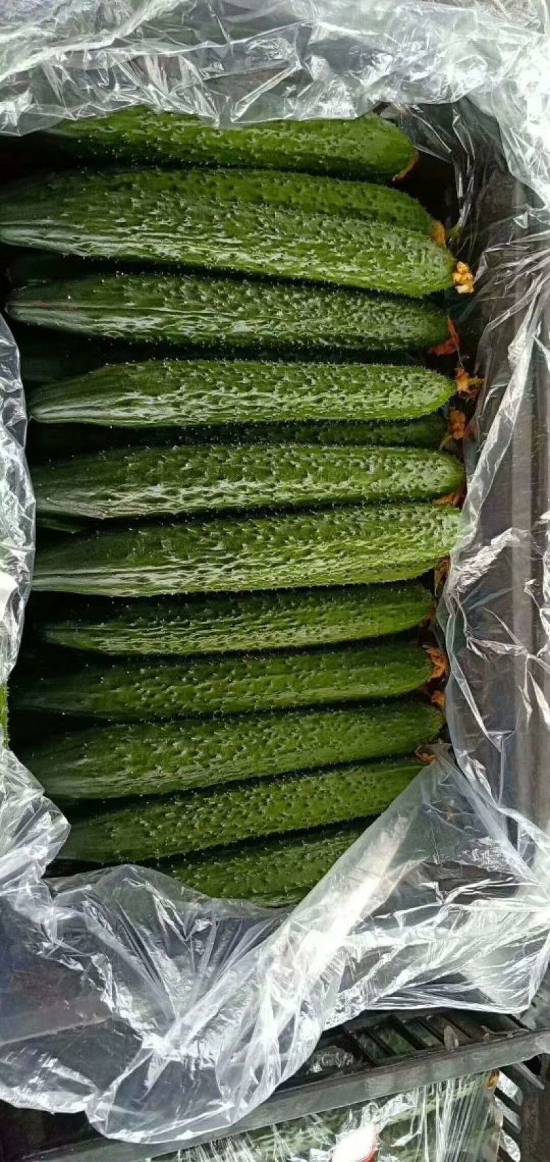 精品黄瓜，黑亮，大量供应，条直，货源充足，精品包装