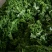 精品龙须菜，甘蓝叶，三叶香，谁要联系我联系我，量大价优