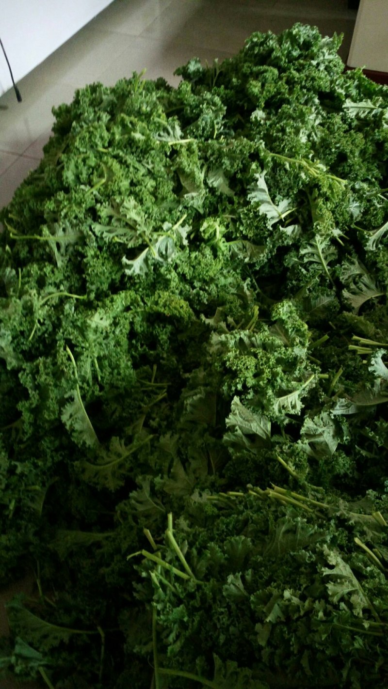 精品龙须菜，甘蓝叶，三叶香，谁要联系我联系我，量大价优