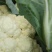 白花菜花紧密乳白2斤货源充足，价格美丽，欢迎你的到