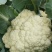 白花菜花紧密乳白2斤货源充足，价格美丽，欢迎你的到