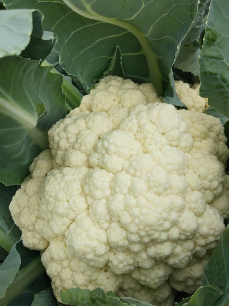 白花菜花紧密乳白2斤货源充足，价格美丽，欢迎你的到