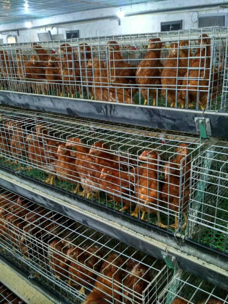 60日龄青年鸡体重达标