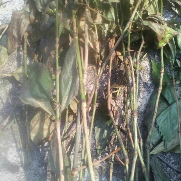 草珊瑚（九节风）