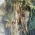 草珊瑚（九节风）